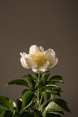 Elegant white peony flower in sunlight shadow on dark background. Aesthetic bohemian luxury flowers composition