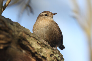 Wall Mural - a wren, troglodytes troglodytes, perched on a branch of a tree in woodland.