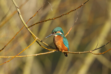 Wall Mural - a kingfisher, alcedo atthis, perching on a branch. it has been diving into the river catching fish.