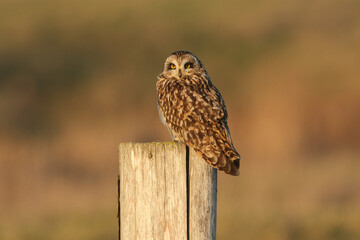 Wall Mural - a beautiful short-eared owl, asio flammeus, perched on a fence post.