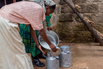 Women pouring fresh cow's milk into containers 