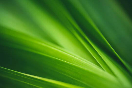 dark green leaf texture, natural green leaves using as nature background wallpaper or tropical leaf 