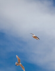 Two flying seagulls in the blue sky with white clouds