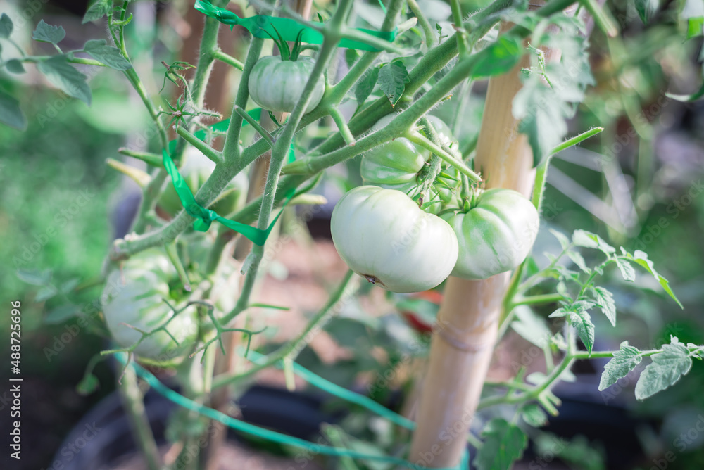 Large group of green tomatoes on vine with stretch ties and bamboo ...