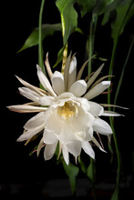 Big White Blossom Queen Of The Night (Epiphyllum Oxypetalum) Cactus Plant, Front View, Night Blooming, With Charming, Bewitchingly Fragrant Large White Flowers, That Wither At Dawn