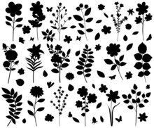 Plants, Flowers Set Silhouette On White Background, Isolated Vector