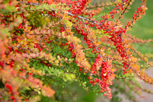 Red Ripe Barberry On An Autumn Branch