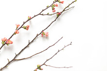 Spring Blooming Quince Branch  On The White Background. Copy Space