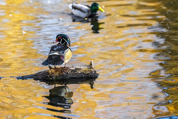 Canvas Print - A closeup shot of a duck standing on the wood in the lake