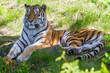 Der Sibirische Tiger, Welt größte Raubkatze (Panthera tigris altaica)