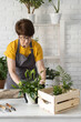 © satura_ - Middle aged woman gardener transplanting plant in ceramic pots on the white wooden table. Concept of home garden. Spring time. Stylish interior with a lot of plants. Taking care of home plants.