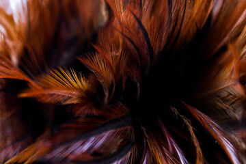 close up beautiful dark brown feather texture background.