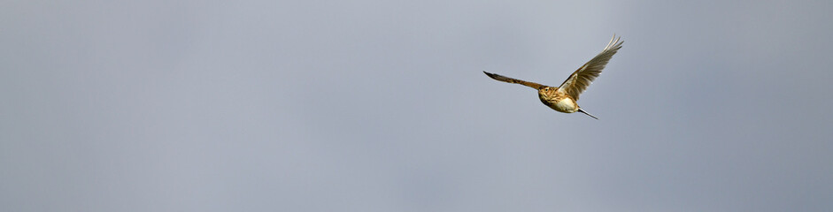 Canvas Print - Eurasian Skylark // Feldlerche (Alauda arvensis)