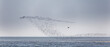 Vogelschwarm an der Nordseeküste