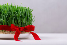 Green Fresh Semeni Sabzi Wheat Grass In White Plate Decorated With Red Ribbon With Wooden Shebeke Pattern, Novruz Spring Equinox Celebration In Azerbaijan