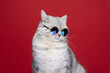 cool cat wearing sunglasses looking to the side on red background with copy space