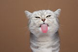 Fototapeta Koty - cute cat sticking out tongue licking invisible glass pane making funny face on brown background with copy space