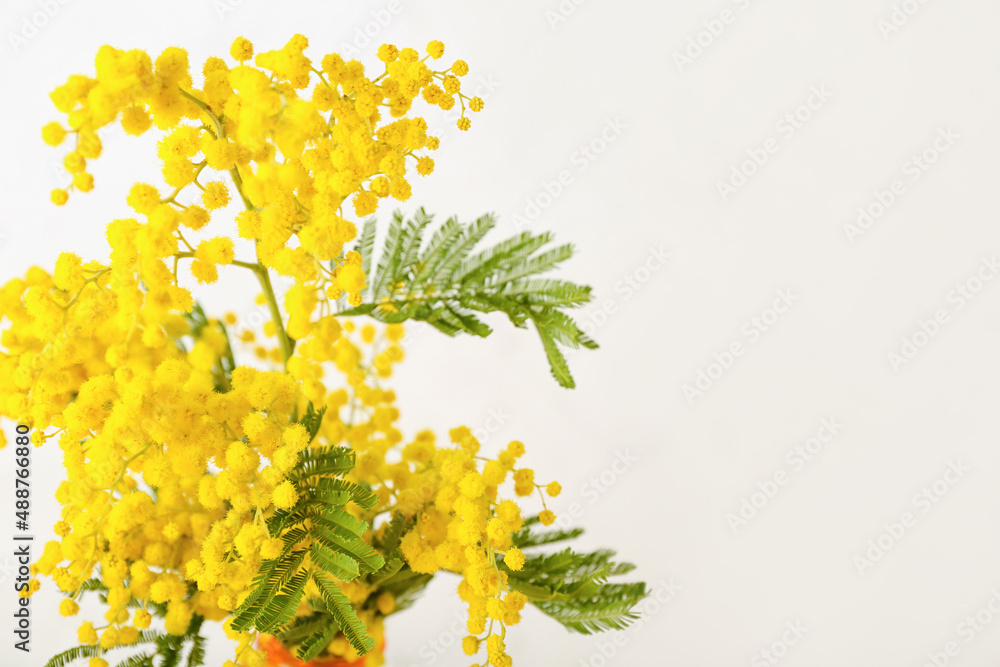 Vase with beautiful mimosa branches on light background, closeup