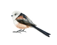 Long-tailed Tit Bird. Watercolor Illustration. Hand Drawn Realistic Aegithalos Caudatus Image. Cute Fluffy Small Tit. Chickadee Bird With Long Tail. Wildlife Animal. White Background