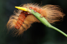A Caterpillar Is Foraging In A Wild Flower. These Animals Like To Eat Young Leaves And Fruits.