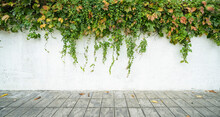 Ivy On The White Wall