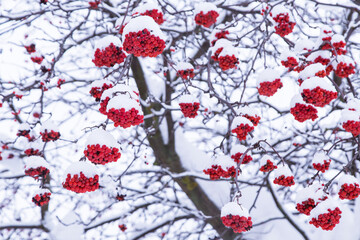 Wall Mural - Many red ashberry rowan berries closeup covered in snow on tree branch in winter