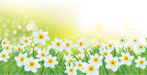 Wall Mural - vector spring daffodils flowers. blossoming narcissus flowers on sunshine, bokeh background.