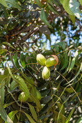 Wall Mural - Green pecan nuts ripening on plantations of pecan trees on Cyprus