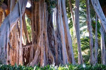 giant ficus tree with hanging air roots in botanical garden on tenerife, spain