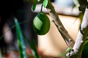 Green fruits hanging on Crescentia cujete or calabash tree in tropical garden