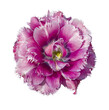 Top view of velvet violet tulip