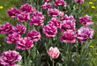 Velvet violet tulips