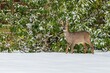 A brown female roe deer standing in white snow in front of a green bush covered with snow. Winter day at a cemetery.