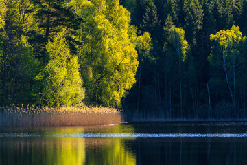 Wall Mural - Beautiful sunlight on the forest at a lake