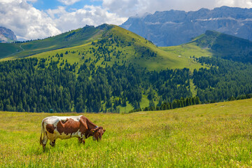 Wall Mural - beautiful alp landscape with a grazing cow on a flowering meadow
