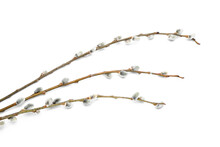 Beautiful Pussy Willow Twigs On White Background, Closeup