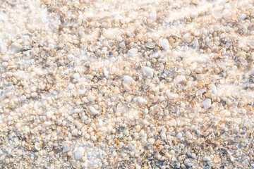 Wall Mural - Empty shells of mussels on the beach, washed ashore by a storm.