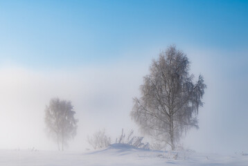 Sticker - frosty winter tree in fog