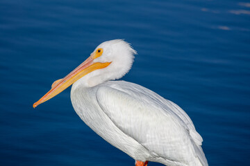 White Pelican Resting on a Rocky Lake Shore