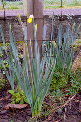 Canvas Print - Wooden Post Daffodil 24