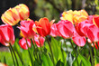 Tulip flowers blooming in early spring