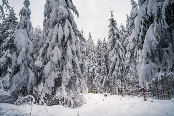 Sticker - A beautiful winter landscape of a Bavarian forest covered in snow