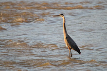 A Great Blue Heron Stands In The Choppy Waters Of The Maumee River At Sunrise.