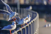 A Closeup Of Seagulls On A Steel Fence