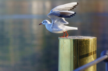 Sticker - A closeup of a seagull on a steel surface