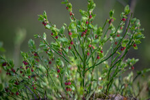 Blooming Blueberries In The Forest In Spring. Small Maroon Flowers Blueberries Among The Green Foliage