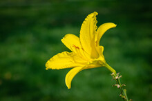 A Closeup Image Of A Yellow Lily In A Garden On A Sunny Day