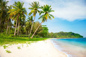 Wall Mural - tropical beach with cocnut palm tree
