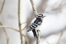  Downy Woodpecker (Dryobates Pubescens)