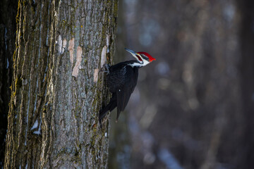 Poster - Male pileated woodpecker (Dryocopus pileatus) in winter